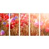 5-dielny obraz lúčne maky na slnečnej lúke