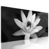 Obraz nádherný ružový lotosový kvet v čiernobielom prevedení