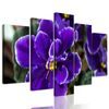 5-dielny obraz kvitnúca fialka