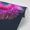 Originálna tapeta gerbera na tmavom pozadí