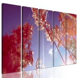 5-dielny obraz steblá trávy v lúčoch slnka