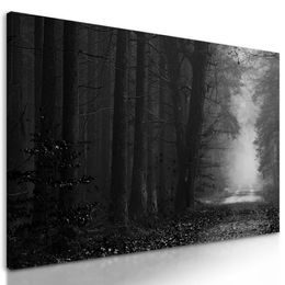 Obraz nádherný čarovný les v čiernobielom prevedení