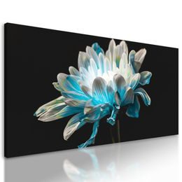 Obraz zaujímavo sfarbená sedmokráska