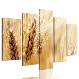 5-dielny obraz detail pšenice