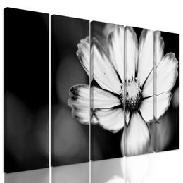 5-dielny obraz jedinečný kvet krasuľky v čiernobielom prevedení