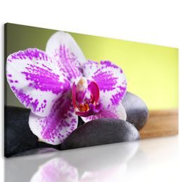 Obraz zaujímavo sfarbená orchidea
