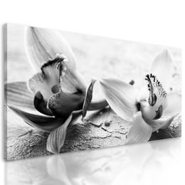 Obraz nádherné čiernobiele kvety orchidey
