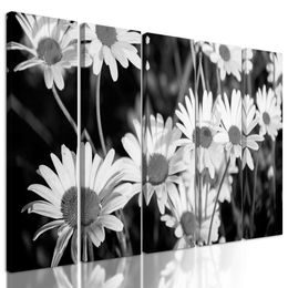 5-dielny obraz krása rozkvitnutých sedmokrások v čiernobielom prevedení