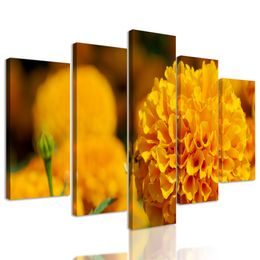 5-dielny obraz oranžový nechtík