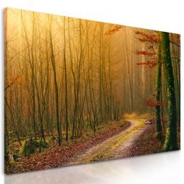 Obraz lesná cesta