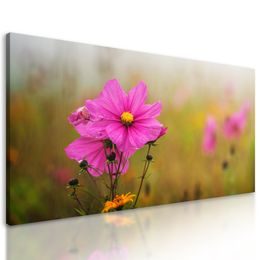 Obraz kvitnúce lúčne kvety