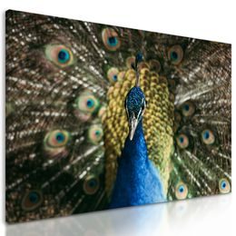 Obraz páv v krásnom sfarbení