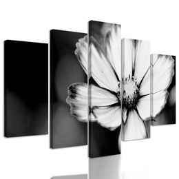 5-dielny obraz jedinečný kvet krasuľky v čiernobielom prevedení