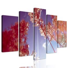 5-dielny obraz steblá trávy v lúčoch slnka