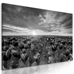 Obraz západ  slnka nad rozkvinutými tulipánmi v čiernobielom prevedení