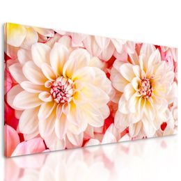 Obraz jemné rozkvitnuté dálie