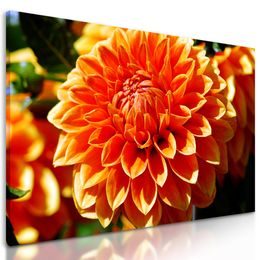 Obraz oranžová dychberúca dália