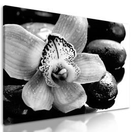 Obraz čiernobiely kvet orchidei