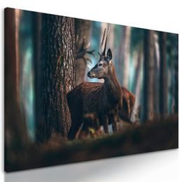 Obraz mladý jeleň uprostred lesa