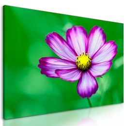 Obraz jedinečný kvet krasuľky