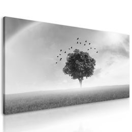 Obraz strom pod dúhou v čiernobielom prevedení