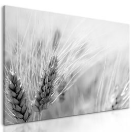 Obraz detail pšenice v čiernobielom prevedení