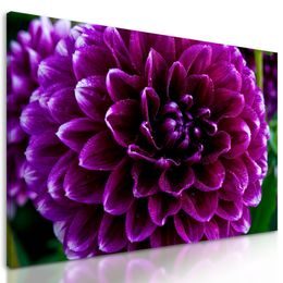 Obraz ohromný kvet v purpurových farbách