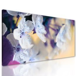 Obraz nádherné kvety čerešne