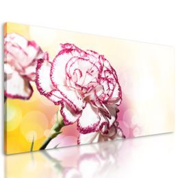 Obraz nádherný karafiát