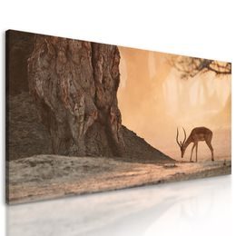 Obraz nádherná antilopa v africkej savane