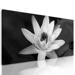 Obraz nádherný ružový lotosový kvet v čiernobielom prevedení
