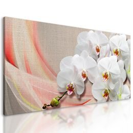 Obraz krása bielej orchidey na plátne