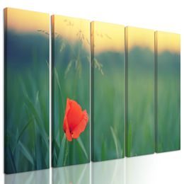 5-dielny obraz osamelý vlčí mak na lúke