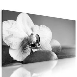 Obraz zaujímavo sfarbená orchidea v čiernobielom prevedení