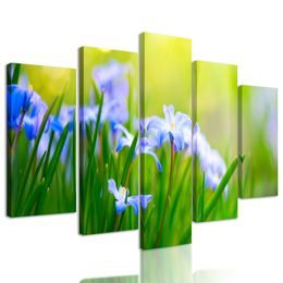 5-dielny obraz lúčne kvety na zelenej tráve