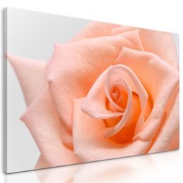 Obraz precízny detail na oranžovú ružu