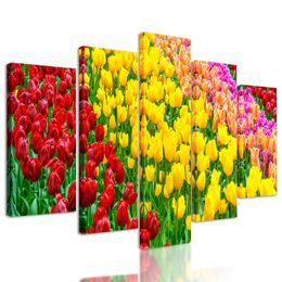 5-dielny obraz tulipánový sad