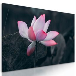 Obraz nádherny kvet