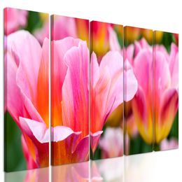 5-dielny obraz krása tulipánov