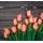 Fototapeta oranžové tulipány v elegantnom prevedení