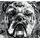 Tapeta čiernobiely buldog v pop art prevedení