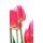 Fototapeta elegantné tulipány