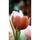 Zaujímavá tapeta tulipány v retro prevedení