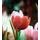 Zaujímavá tapeta tulipány v retro prevedení