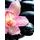 Fototapeta detail tropickej orchidey