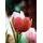 Zaujímavá tapeta tulipány v retro prevedení