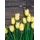 Samolepiaca fototapeta žlté tulipány v elegantnom prevedení