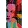 Tapeta krása ženy v pop art štýle