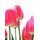 Fototapeta elegantné tulipány