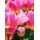Fototapeta ružovo sfarbené tulipány